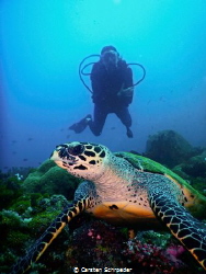 Turtle in Front taken with an Nikon aw130 by Carsten Schroeder 